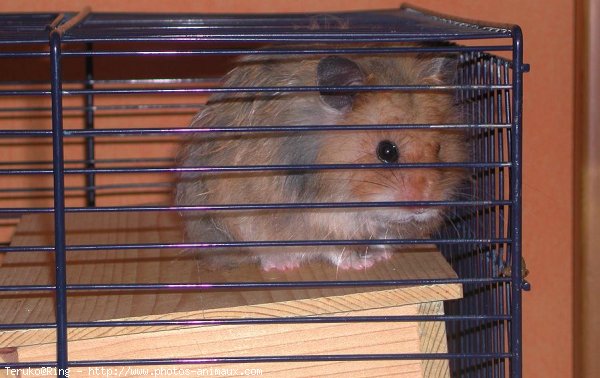 Photo de Hamster