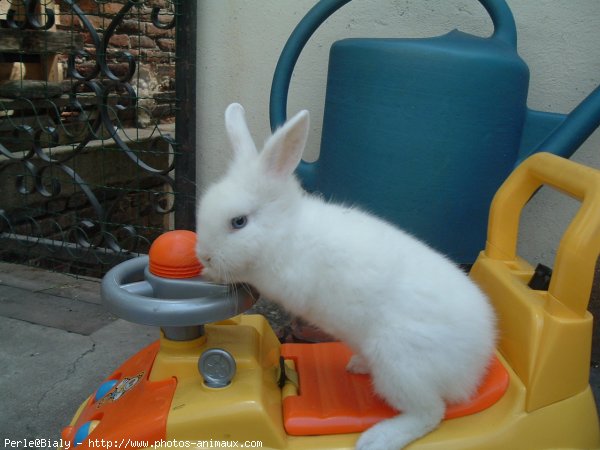 Photo de Lapin