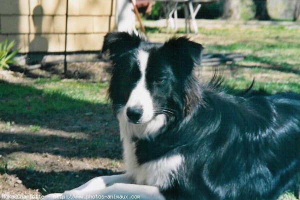 Photo de Border collie