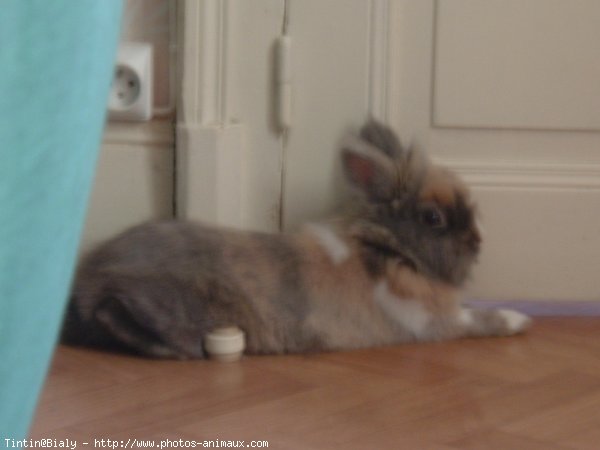 Photo de Lapin