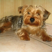 Photo de Yorkshire terrier