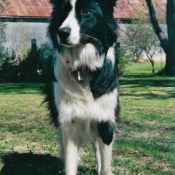 Photo de Border collie