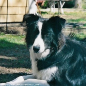 Photo de Border collie