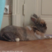 Photo de Lapin