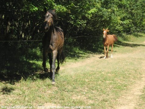 Photo de Trotteur franais