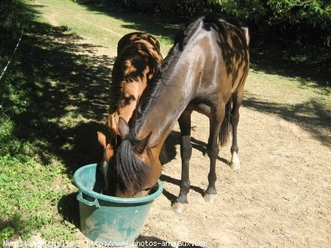 Photo de Trotteur franais