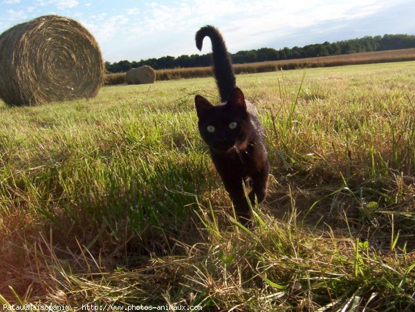 Photo de Chat domestique