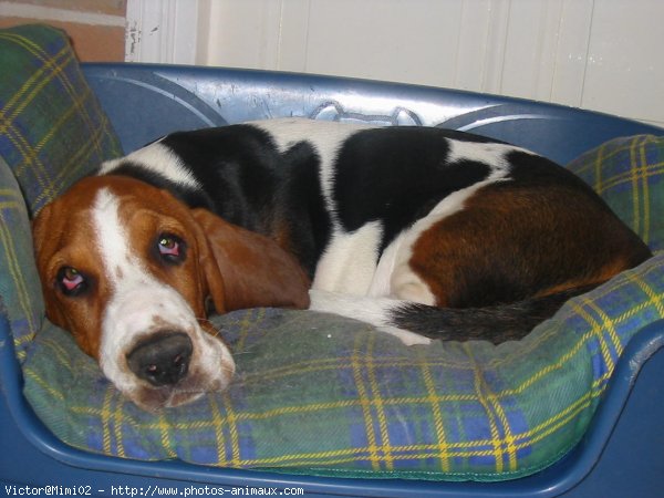 Photo de Basset hound