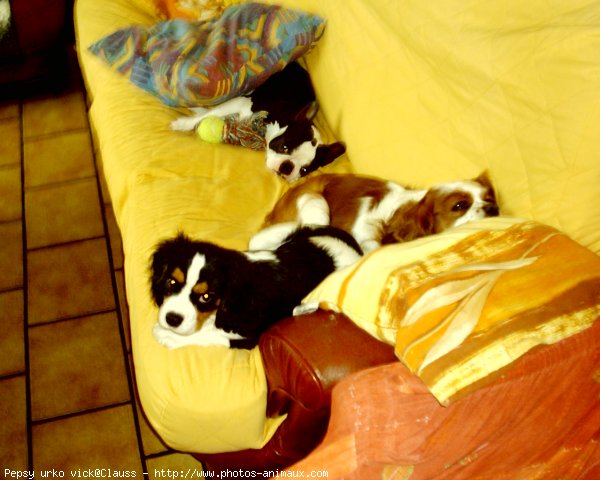 Photo de Cavalier king charles spaniel