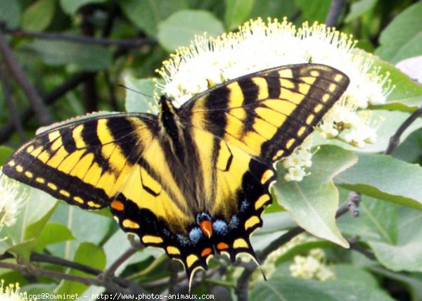 Photo de Papillon