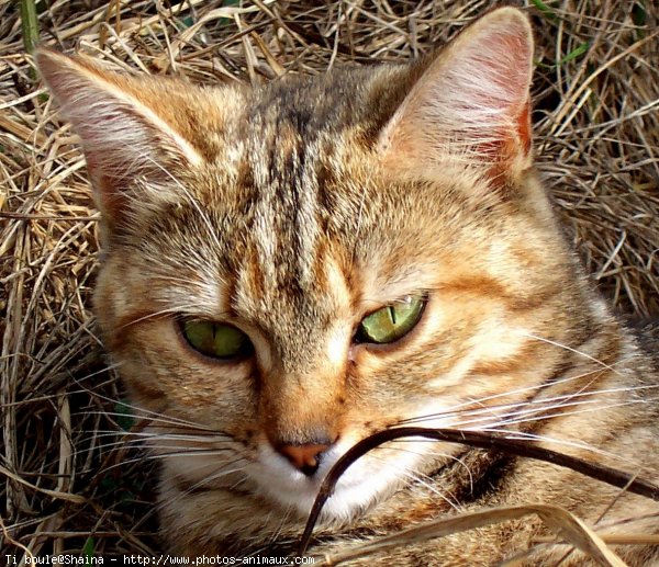 Photo de Chat domestique