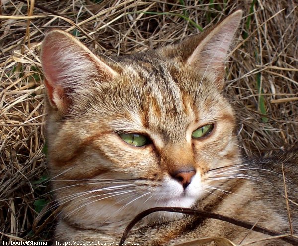 Photo de Chat domestique