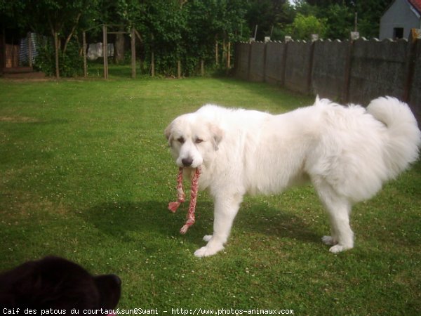 Photo de Chien de montagne des pyrnes