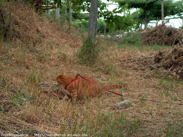 Photo de Chat domestique