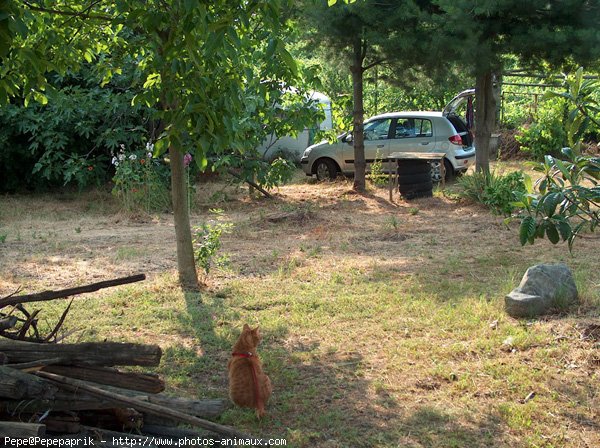 Photo de Chat domestique