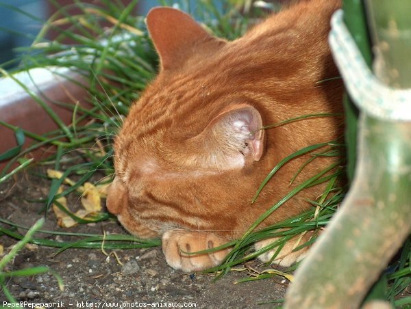 Photo de Chat domestique