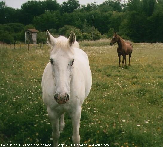 Photo d'Appaloosa