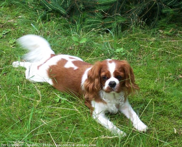 Photo de Cavalier king charles spaniel