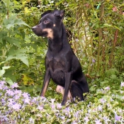 Photo de Pinscher nain