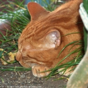 Photo de Chat domestique