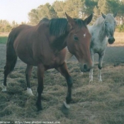 Photo de Races diffrentes