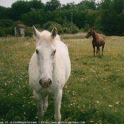 Photo d'Appaloosa