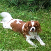 Photo de Cavalier king charles spaniel