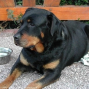 Photo de Rottweiler