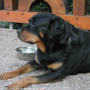 Photo de Rottweiler