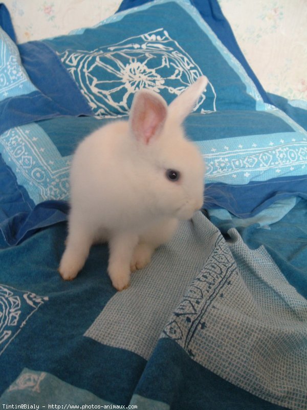 Photo de Lapin