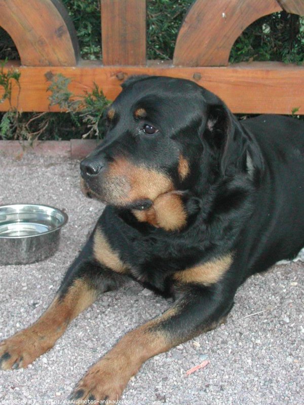 Photo de Rottweiler