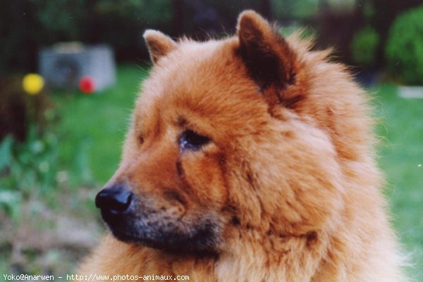 Photo de Chow chow