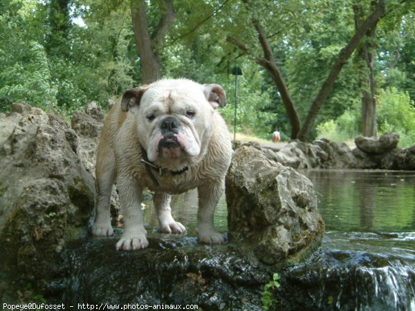 Photo de Bulldog