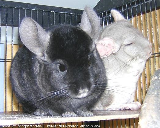 Photo de Chinchilla