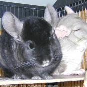 Photo de Chinchilla