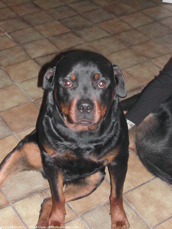 Photo de Rottweiler