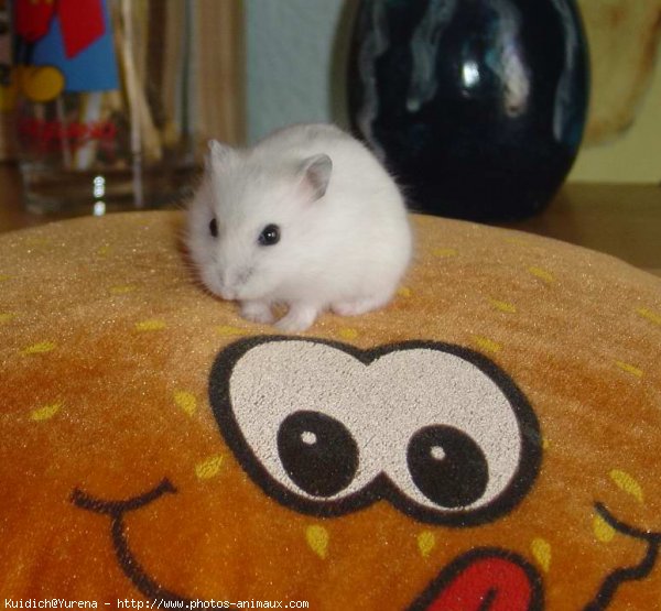 Photo de Hamster