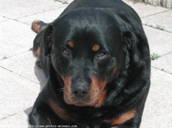 Photo de Rottweiler