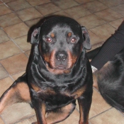 Photo de Rottweiler