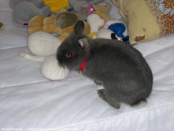 Photo de Lapin