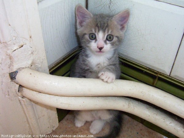 Photo de Chat domestique