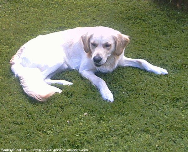 Photo de Golden retriever