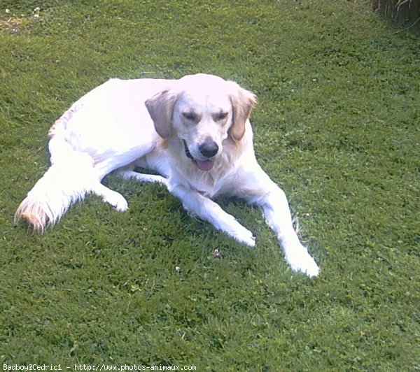 Photo de Golden retriever