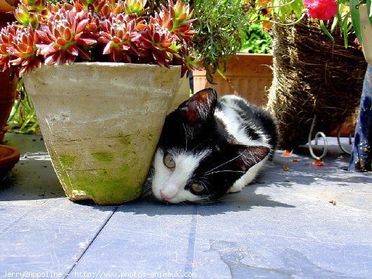 Photo de Chat domestique