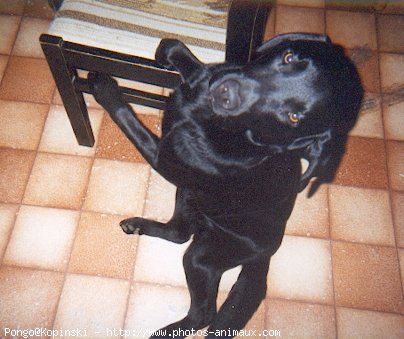 Photo de Labrador retriever