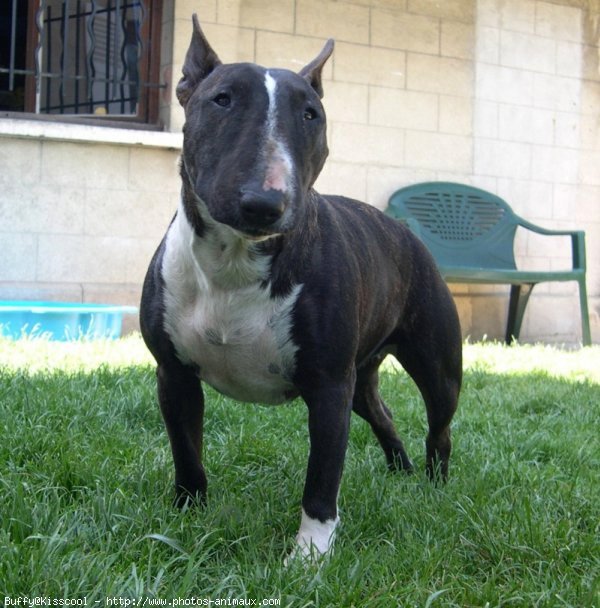 Photo de Bull terrier miniature