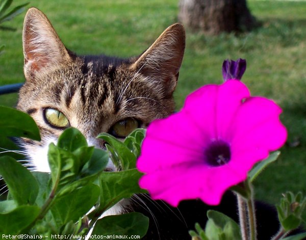 Photo de Chat domestique