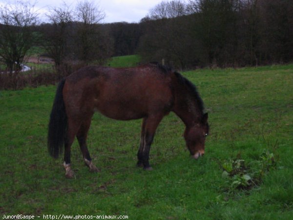 Photo de New forest