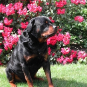 Photo de Rottweiler