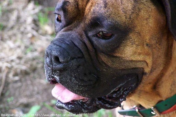 Photo de Boxer